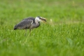 Siva_caplja_Grey_heron_Ardea_cinerea_Caplje_Ardeidae_18.jpg