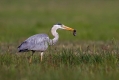Ime datoteke=Siva_caplja_Grey_heron_Ardea_cinerea_Caplje_Ardeidae_21.jpg
Velikost datoteke=229KB
Dimenzija=1000x667
Datum objave=05.03.2019 Siva_caplja_Grey_heron_Ardea_cinerea_Caplje_Ardeidae_21.jpg