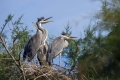 Ime datoteke=Siva_caplja_Grey_heron_Ardea_cinerea_Caplje_Ardeidae_28.jpg
Velikost datoteke=288KB
Dimenzija=900x600
Datum objave=17.03.2020 Siva_caplja_Grey_heron_Ardea_cinerea_Caplje_Ardeidae_28.jpg