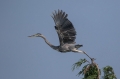 Ime datoteke=Siva_caplja_Grey_heron_Ardea_cinerea_Caplje_Ardeidae_30.jpg
Velikost datoteke=154KB
Dimenzija=950x633
Datum objave=17.03.2020 Siva_caplja_Grey_heron_Ardea_cinerea_Caplje_Ardeidae_30.jpg