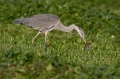 Ime datoteke=Siva_caplja_Grey_heron_Ardea_cinerea_Caplje_Ardeidae_33.jpg
Velikost datoteke=294KB
Dimenzija=950x633
Datum objave=17.03.2020 Siva_caplja_Grey_heron_Ardea_cinerea_Caplje_Ardeidae_33.jpg