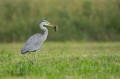 Ime datoteke=Siva_caplja_Grey_heron_Ardea_cinerea_Caplje_Ardeidae_37.jpg
Velikost datoteke=244KB
Dimenzija=950x633
Datum objave=23.07.2023 Siva_caplja_Grey_heron_Ardea_cinerea_Caplje_Ardeidae_37.jpg