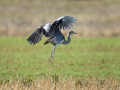 Ime datoteke=Siva_caplja_Grey_heron_Ardea_cinerea_Caplje_Ardeidae_43.jpg
Velikost datoteke=419KB
Dimenzija=900x675
Datum objave=27.03.2025 Siva_caplja_Grey_heron_Ardea_cinerea_Caplje_Ardeidae_43.jpg