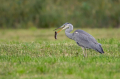 Ime datoteke=Siva_caplja_Grey_heron_Ardea_cinerea_Caplje_Ardeidae_46.jpg
Velikost datoteke=364KB
Dimenzija=950x633
Datum objave=27.03.2025 Siva_caplja_Grey_heron_Ardea_cinerea_Caplje_Ardeidae_46.jpg