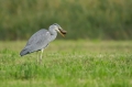 Ime datoteke=Siva_caplja_Grey_heron_Ardea_cinerea_Caplje_Ardeidae_47.jpg
Velikost datoteke=249KB
Dimenzija=950x633
Datum objave=31.08.2023 Siva_caplja_Grey_heron_Ardea_cinerea_Caplje_Ardeidae_47.jpg