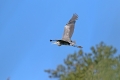 Ime datoteke=Siva_caplja_Grey_heron_Ardea_cinerea_Caplje_Ardeidae_49.jpg
Velikost datoteke=202KB
Dimenzija=900x600
Datum objave=31.08.2023 Siva_caplja_Grey_heron_Ardea_cinerea_Caplje_Ardeidae_49.jpg