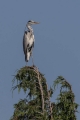 Ime datoteke=Siva_caplja_Grey_heron_Ardea_cinerea_Caplje_Ardeidae_50.jpg
Velikost datoteke=237KB
Dimenzija=600x900
Datum objave=31.08.2023 Siva_caplja_Grey_heron_Ardea_cinerea_Caplje_Ardeidae_50.jpg