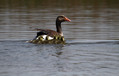 Ime datoteke=Siva_gos_Greylang_goose_13.jpg
Velikost datoteke=153KB
Dimenzija=800x510
Datum objave=19.06.2010 Siva_gos_Greylang_goose_13.jpg