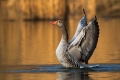 Ime datoteke=Siva_gos_Greylang_goose_14.jpg
Velikost datoteke=225KB
Dimenzija=900x600
Datum objave=23.06.2015 Siva_gos_Greylang_goose_14.jpg