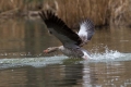 Ime datoteke=Siva_gos_Greylang_goose_16.jpg
Velikost datoteke=252KB
Dimenzija=900x600
Datum objave=30.05.2016 Siva_gos_Greylang_goose_16.jpg