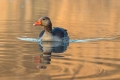Ime datoteke=Siva_gos_Greylang_goose_18.jpg
Velikost datoteke=235KB
Dimenzija=900x600
Datum objave=04.11.2016 Siva_gos_Greylang_goose_18.jpg
