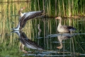 Siva_gos_Greylang_goose_20.jpg