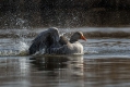 Ime datoteke=Siva_gos_Greylang_goose_25.jpg
Velikost datoteke=492KB
Dimenzija=1000x667
Datum objave=10.08.2019 Siva_gos_Greylang_goose_25.jpg