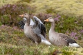 Ime datoteke=Siva_gos_Greylang_goose_26.jpg
Velikost datoteke=270KB
Dimenzija=900x600
Datum objave=28.03.2020 Siva_gos_Greylang_goose_26.jpg