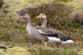 Ime datoteke=Siva_gos_Greylang_goose_27.jpg
Velikost datoteke=273KB
Dimenzija=900x600
Datum objave=31.08.2023 Siva_gos_Greylang_goose_27.jpg