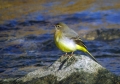 Ime datoteke=Siva_pastirica_Grey_wagtail_03.jpg
Velikost datoteke=307KB
Dimenzija=800x561
Datum objave=22.02.2012 Siva_pastirica_Grey_wagtail_03.jpg