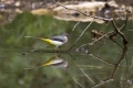 Ime datoteke=Siva_pastirica_Grey_wagtail_04.jpg
Velikost datoteke=263KB
Dimenzija=850x567
Datum objave=13.04.2012 Siva_pastirica_Grey_wagtail_04.jpg