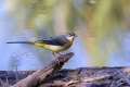 Ime datoteke=Siva_pastirica_Grey_wagtail_05.jpg
Velikost datoteke=283KB
Dimenzija=900x600
Datum objave=27.12.2011 Siva_pastirica_Grey_wagtail_05.jpg