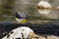 Ime datoteke=Siva_pastirica_Grey_wagtail_07.jpg
Velikost datoteke=338KB
Dimenzija=900x600
Datum objave=27.03.2016 Siva_pastirica_Grey_wagtail_07.jpg