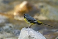 Ime datoteke=Siva_pastirica_Grey_wagtail_08.jpg
Velikost datoteke=248KB
Dimenzija=900x600
Datum objave=30.05.2016 Siva_pastirica_Grey_wagtail_08.jpg