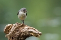 Ime datoteke=Siva_pastirica_Grey_wagtail_11.jpg
Velikost datoteke=201KB
Dimenzija=950x633
Datum objave=25.05.2019 Siva_pastirica_Grey_wagtail_11.jpg