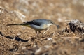 Ime datoteke=Siva_pastirica_Grey_wagtail_12.jpg
Velikost datoteke=302KB
Dimenzija=950x633
Datum objave=10.08.2019 Siva_pastirica_Grey_wagtail_12.jpg