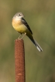 Ime datoteke=Siva_pastirica_Grey_wagtail_13.jpg
Velikost datoteke=201KB
Dimenzija=600x900
Datum objave=19.05.2017 Siva_pastirica_Grey_wagtail_13.jpg