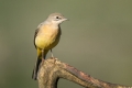 Ime datoteke=Siva_pastirica_Grey_wagtail_15.jpg
Velikost datoteke=164KB
Dimenzija=900x600
Datum objave=17.08.2017 Siva_pastirica_Grey_wagtail_15.jpg
