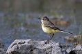 Ime datoteke=Siva_pastirica_Grey_wagtail_16.jpg
Velikost datoteke=269KB
Dimenzija=900x600
Datum objave=31.08.2023 Siva_pastirica_Grey_wagtail_16.jpg