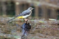 Ime datoteke=Siva_pastirica_Grey_wagtail_17.jpg
Velikost datoteke=263KB
Dimenzija=900x600
Datum objave=31.08.2023 Siva_pastirica_Grey_wagtail_17.jpg