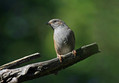 Ime datoteke=Siva_pevka_Dunnock_10.jpg
Velikost datoteke=138KB
Dimenzija=800x556
Datum objave=31.08.2009 Siva_pevka_Dunnock_10.jpg