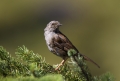 Ime datoteke=Siva_pevka_Dunnock_15.jpg
Velikost datoteke=243KB
Dimenzija=900x609
Datum objave=30.03.2012 Siva_pevka_Dunnock_15.jpg