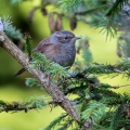Ime datoteke=Siva_pevka_Dunnock_21.jpg
Velikost datoteke=330KB
Dimenzija=750x750
Datum objave=19.05.2017 Siva_pevka_Dunnock_21.jpg