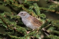 Ime datoteke=Siva_pevka_Dunnock_22.jpg
Velikost datoteke=296KB
Dimenzija=900x600
Datum objave=26.02.2017 Siva_pevka_Dunnock_22.jpg