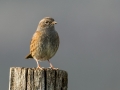Ime datoteke=Siva_pevka_Dunnock_23.jpg
Velikost datoteke=243KB
Dimenzija=900x675
Datum objave=25.05.2019 Siva_pevka_Dunnock_23.jpg