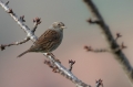 Ime datoteke=Siva_pevka_Dunnock_24.jpg
Velikost datoteke=177KB
Dimenzija=950x633
Datum objave=10.08.2019 Siva_pevka_Dunnock_24.jpg