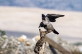 Ime datoteke=Siva_vrana_Hooded_crow_06.jpg
Velikost datoteke=227KB
Dimenzija=950x633
Datum objave=27.03.2016 Siva_vrana_Hooded_crow_06.jpg