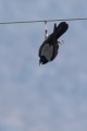 Ime datoteke=Siva_vrana_Hooded_crow_07.jpg
Velikost datoteke=184KB
Dimenzija=600x900
Datum objave=30.05.2016 Siva_vrana_Hooded_crow_07.jpg