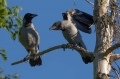Ime datoteke=Siva_vrana_Hooded_crow_09.jpg
Velikost datoteke=277KB
Dimenzija=950x633
Datum objave=19.05.2017 Siva_vrana_Hooded_crow_09.jpg