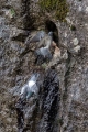 Ime datoteke=Skalni_golob_Rock_dove_Columba_livia_Golobi_Columbidae_06.jpg
Velikost datoteke=388KB
Dimenzija=600x900
Datum objave=15.07.2018 Skalni_golob_Rock_dove_Columba_livia_Golobi_Columbidae_06.jpg