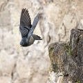 Ime datoteke=Skalni_golob_Rock_dove_Columba_livia_Golobi_Columbidae_07.jpg
Velikost datoteke=231KB
Dimenzija=750x750
Datum objave=23.05.2017 Skalni_golob_Rock_dove_Columba_livia_Golobi_Columbidae_07.jpg