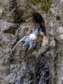 Ime datoteke=Skalni_golob_Rock_dove_Columba_livia_Golobi_Columbidae_10.jpg
Velikost datoteke=380KB
Dimenzija=675x900
Datum objave=15.08.2019 Skalni_golob_Rock_dove_Columba_livia_Golobi_Columbidae_10.jpg