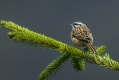 Ime datoteke=Skalni_strnad_Rock_bunting_18.jpg
Velikost datoteke=428KB
Dimenzija=1000x667
Datum objave=27.03.2016 Skalni_strnad_Rock_bunting_18.jpg