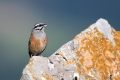 Ime datoteke=Skalni_strnad_Rock_bunting_28.jpg
Velikost datoteke=259KB
Dimenzija=900x600
Datum objave=15.08.2019 Skalni_strnad_Rock_bunting_28.jpg