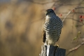 Skobec_Sparrowhawk_Accipiter_nisus_Orli_Accipitridae_16.jpg