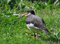 Ime datoteke=Skoljkarica_Oystercatcher_Haematopus_ostralegus_skoljkarice_Haematopodiade_01.jpg
Velikost datoteke=160KB
Dimenzija=800x581
Datum objave=27.04.2010 Skoljkarica_Oystercatcher_Haematopus_ostralegus_skoljkarice_Haematopodiade_01.jpg