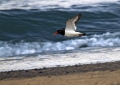 Ime datoteke=Skoljkarica_Oystercatcher_Haematopus_ostralegus_skoljkarice_Haematopodiade_02.jpg
Velikost datoteke=312KB
Dimenzija=900x641
Datum objave=01.01.2013 Skoljkarica_Oystercatcher_Haematopus_ostralegus_skoljkarice_Haematopodiade_02.jpg