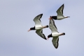 Skoljkarica_Oystercatcher_Haematopus_ostralegus_skoljkarice_Haematopodiade_05.jpg