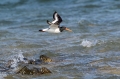 Ime datoteke=Skoljkarica_Oystercatcher_Haematopus_ostralegus_skoljkarice_Haematopodiade_06.jpg
Velikost datoteke=305KB
Dimenzija=950x633
Datum objave=01.03.2017 Skoljkarica_Oystercatcher_Haematopus_ostralegus_skoljkarice_Haematopodiade_06.jpg
