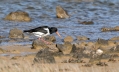 Ime datoteke=Skoljkarica_Oystercatcher_Haematopus_ostralegus_skoljkarice_Haematopodiade_08.jpg
Velikost datoteke=344KB
Dimenzija=1000x603
Datum objave=17.08.2017 Skoljkarica_Oystercatcher_Haematopus_ostralegus_skoljkarice_Haematopodiade_08.jpg